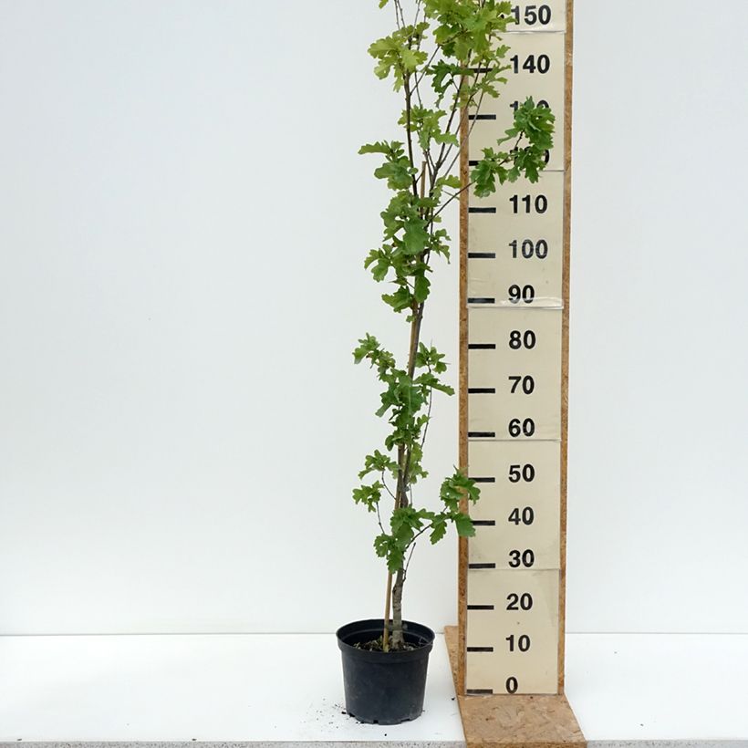 Exemplar von Stiel-Eiche Facrist - Quercus robur  Topf mit 4L/5L wie im Sommer geliefert