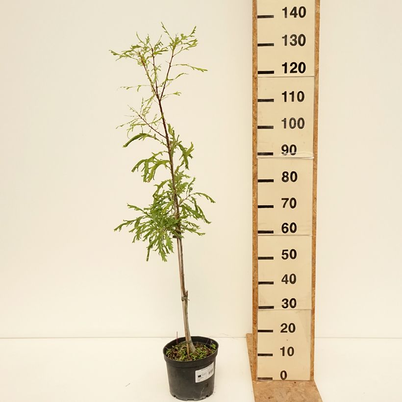 Exemplar von Stiel-Eiche Pectinata - Quercus robur  Topf mit 4L/5L wie im Sommer geliefert