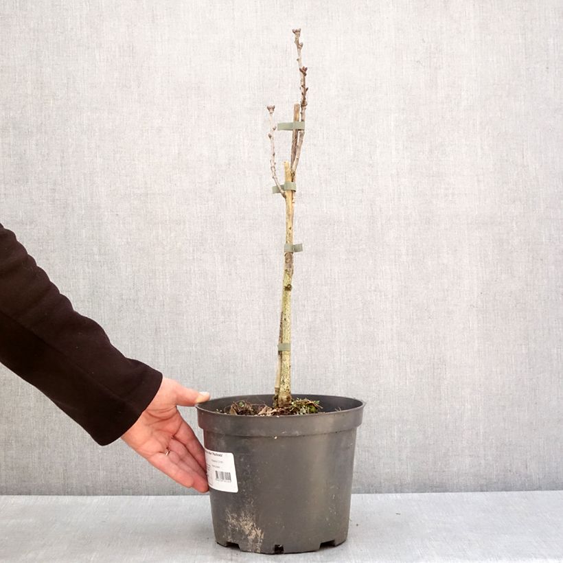 Exemplar von Stiel-Eiche Pectinata - Quercus robur  Topf mit 4L/5L wie im Winter geliefert