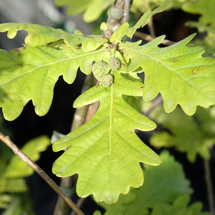 Stiel-Eiche Rita's Gold - Quercus robur (Laub)
