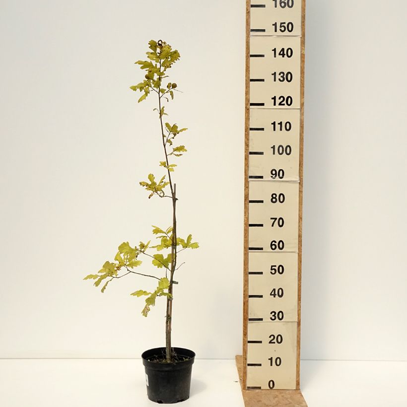 Exemplar von Stiel-Eiche Rita's Gold - Quercus robur  Topf mit 4L/5L wie im Sommer geliefert