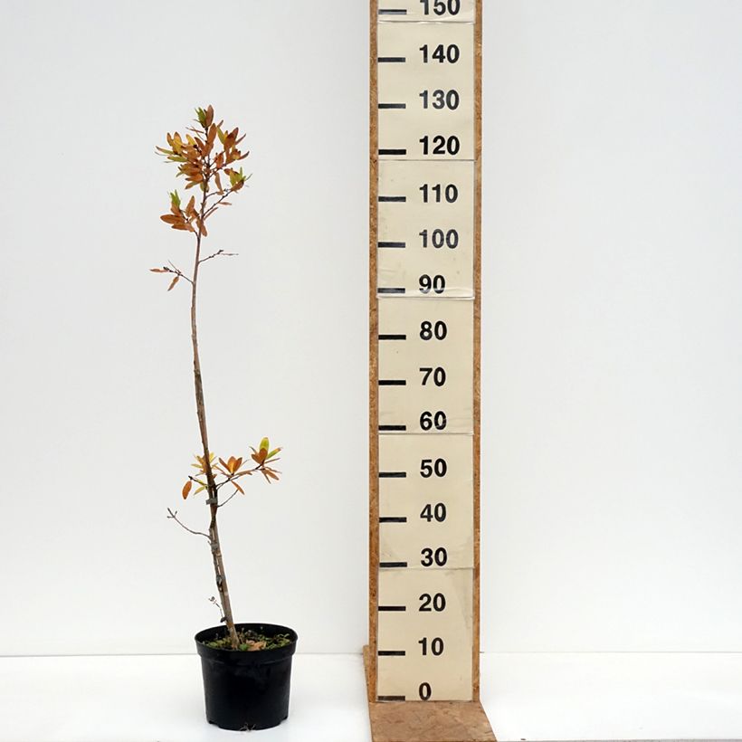 Exemplar von Quercus robur Salicifolia - Stiel-Eiche Topf mit 4L/5L wie im Herbst geliefert