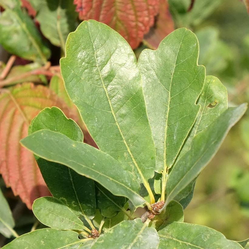Stiel-Eiche Strypemonde - Quercus robur (Laub)