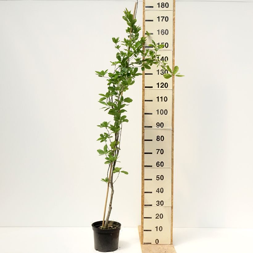 Exemplar von Stiel-Eiche Strypemonde - Quercus robur  Topf mit 4L/5L wie im Frühjahr geliefert