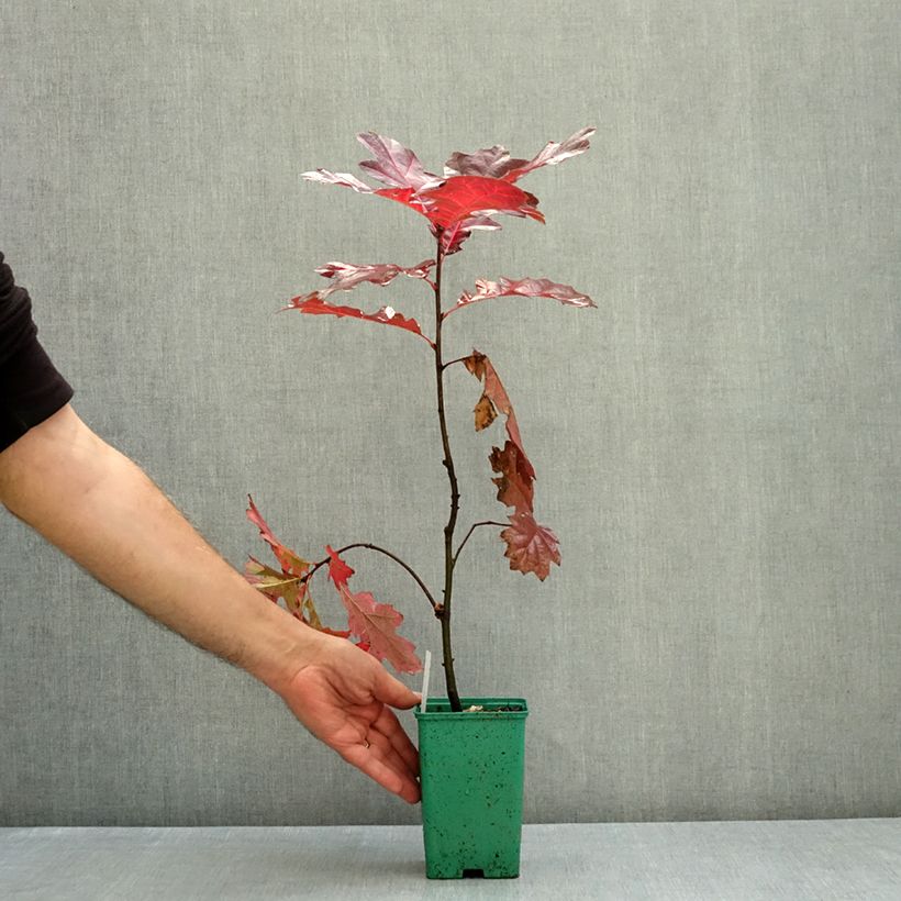 Exemplar von Quercus rubra - Roteiche Topf 12 cm / 13 cm, Stämmchen wie im Herbst geliefert