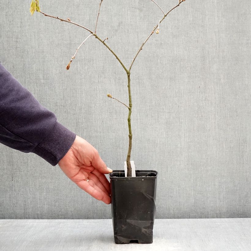 Exemplar von Quercus rubra - Roteiche Topf 12 cm / 13 cm, Stämmchen wie im Frühjahr geliefert