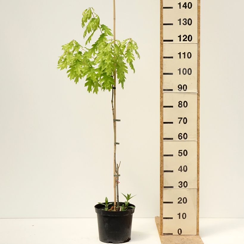 Exemplar von Quercus rubra Wolfsdonk's Pride - Roteiche Topf mit 7,5L/10L, Stamm wie im Frühjahr geliefert