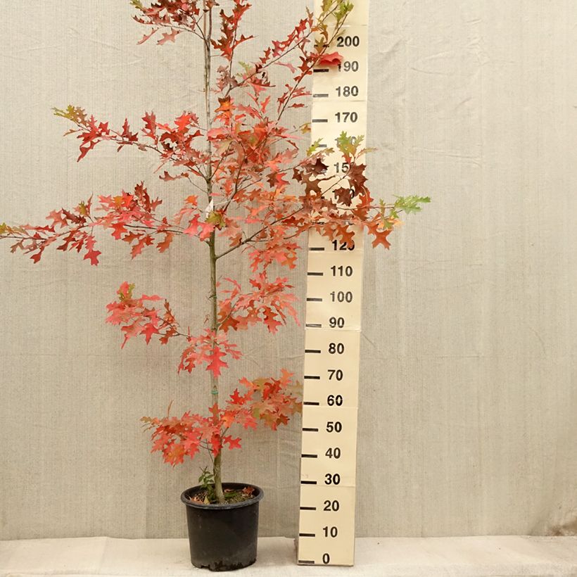Exemplar von Quercus texana New Madrid - Texas-Eiche Topf mit 7,5L/10L wie im Herbst geliefert