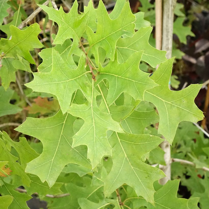 Quercus texana New Madrid - Texas-Eiche (Laub)