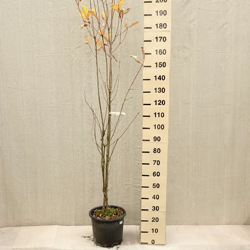 Exemplar von Quercus warei Windcandle - Eiche Topf mit 12L/15L wie im Herbst geliefert