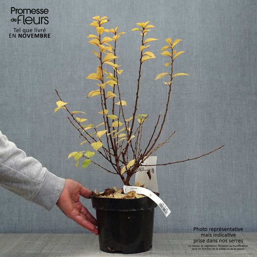 Exemplar von Flaum-Kirsche - Prunus tomentosa Topf mit 2L/3L wie im Herbst geliefert