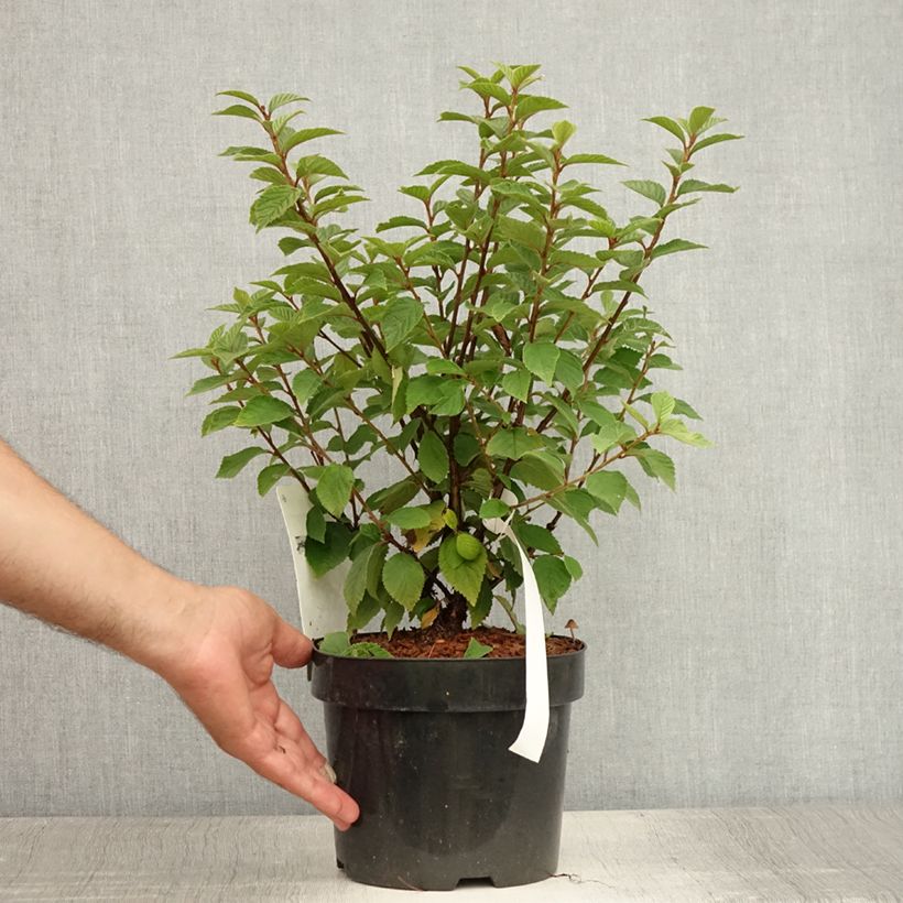 Exemplar von Flaum-Kirsche - Prunus tomentosa Topf mit 2L/3L wie im Sommer geliefert