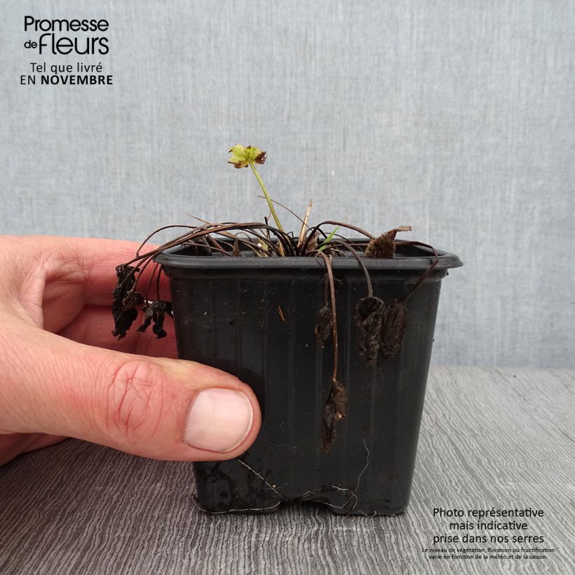 Exemplar von Scharfer Hahnenfuß - Ranunculus acris Kleine Töpfe von 7/8 cm wie im Herbst geliefert