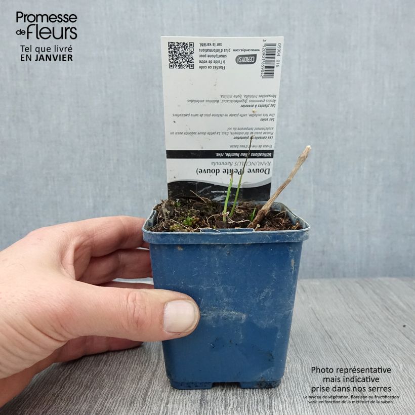 Exemplar von Brennender Hahnenfuß - Ranunculus flammula Kleine Töpfe von 8/9 cm wie im Winter geliefert