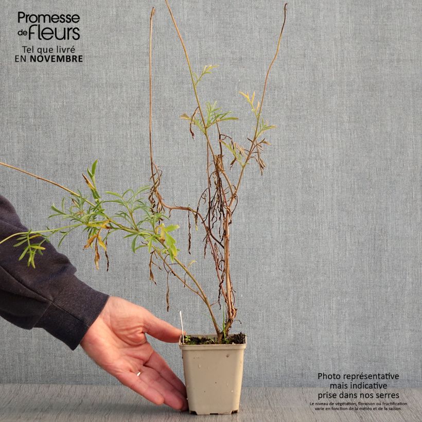 Exemplar von Ratibida columnifera Pulcherrima - Präriesonnenhut Kleine Töpfe von 8/9 cm wie im Herbst geliefert