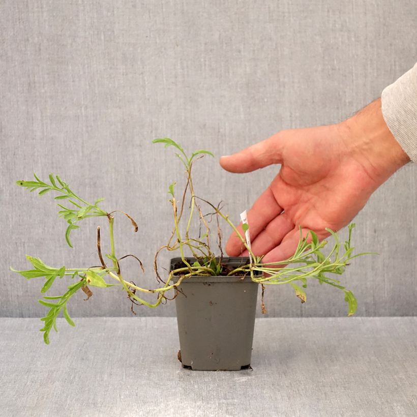 Exemplar von Ratibida columnifera Red Midget - Präriesonnenhut Kleine Töpfe von 8/9 cm wie im Herbst geliefert