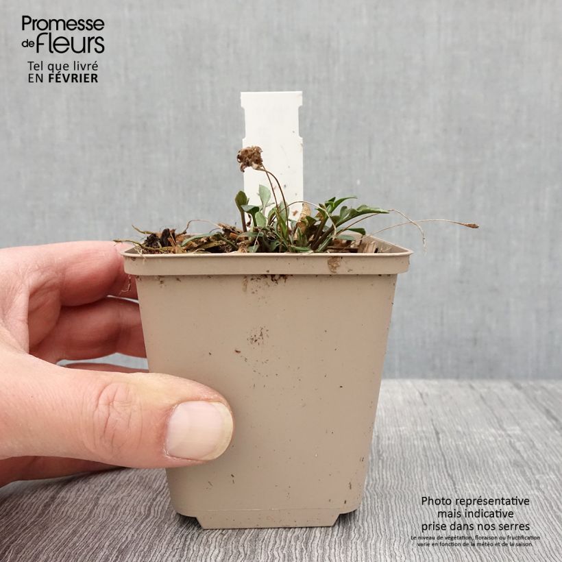 Exemplar von Ratibida pinnata - Präriesonnenhut Kleine Töpfe von 8/9 cm wie im Winter geliefert