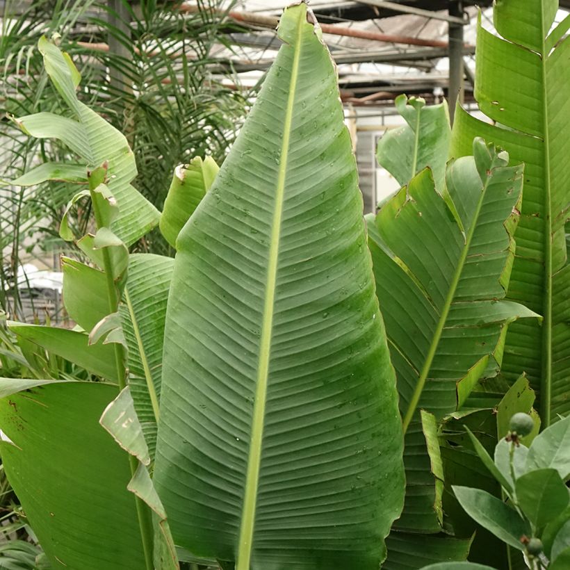 Baum der Reisenden - Ravenala madagascariensis (Laub)