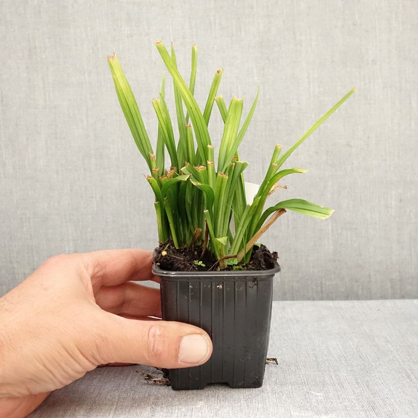 Exemplar von Reineckea carnea Kleine Töpfe von 8/9 cm wie im Herbst geliefert