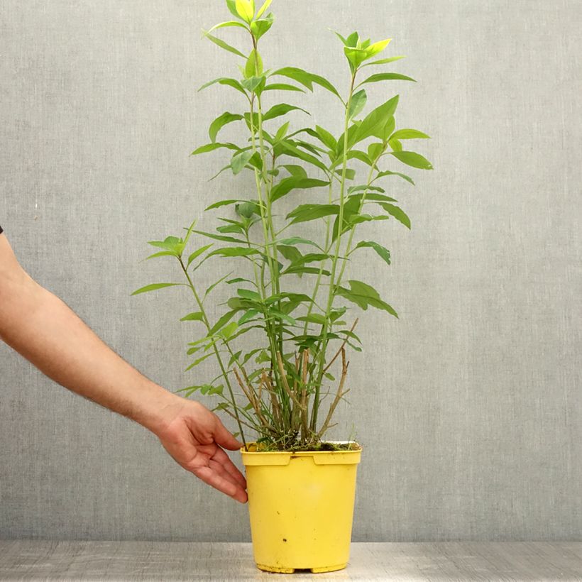 Exemplar von Reinwardtia indica Topf mit 4L/5L wie im Sommer geliefert