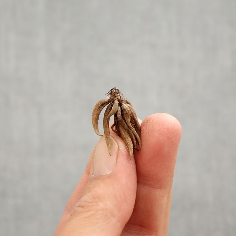 Exemplar von Ranunkel White Pink Bicolor - Ranunculus Zwiebel Kaliber/Größe 6+ wie im Frühjahr geliefert