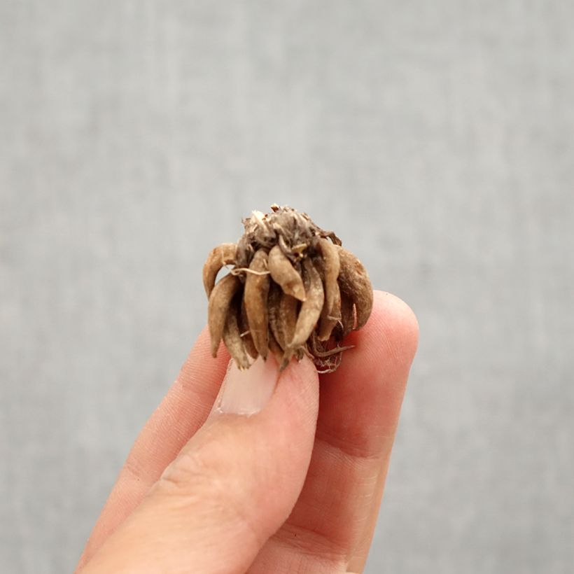 Exemplar von Ranunkel White - Ranunculus Zwiebel Kaliber/Größe 8+ wie im Frühjahr geliefert