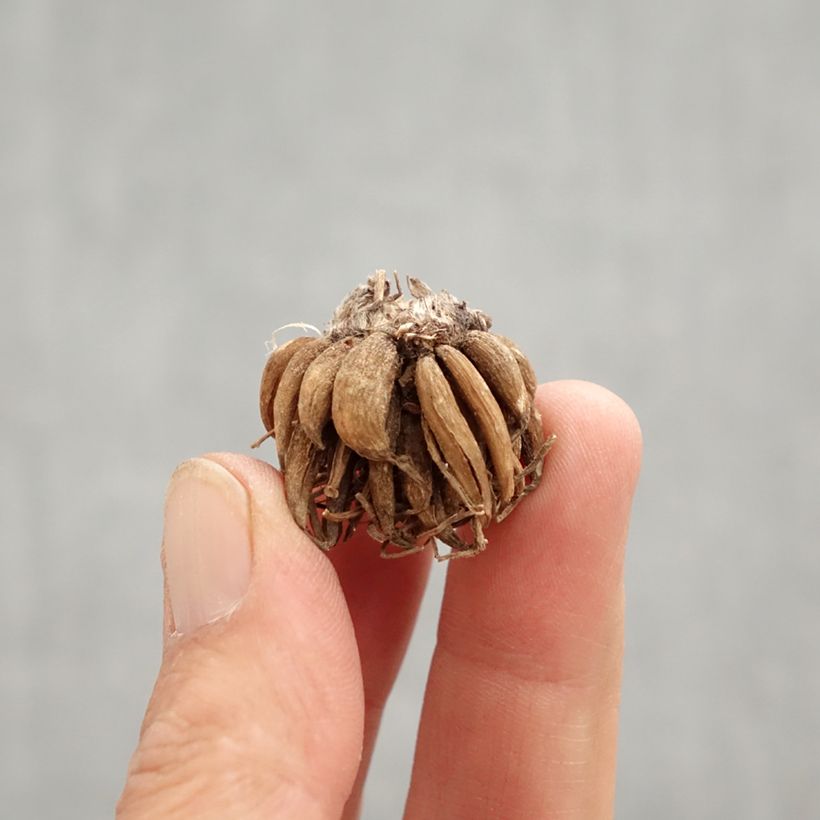 Exemplar von Ranunkel Orange - Ranunculus Zwiebel Kaliber/Größe 8+ wie im Frühjahr geliefert