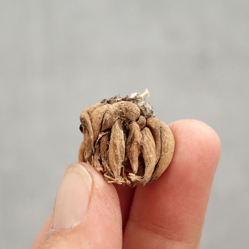 Exemplar von Ranunkel Pauline Violet - Ranunculus Zwiebel Kaliber/Größe 8+ wie im Frühjahr geliefert