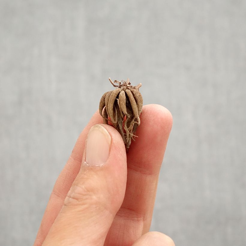 Exemplar von Ranunculus Picotée Café au lait - Ranunkel Zwiebel Kaliber/Größe 6+ wie im Frühjahr geliefert