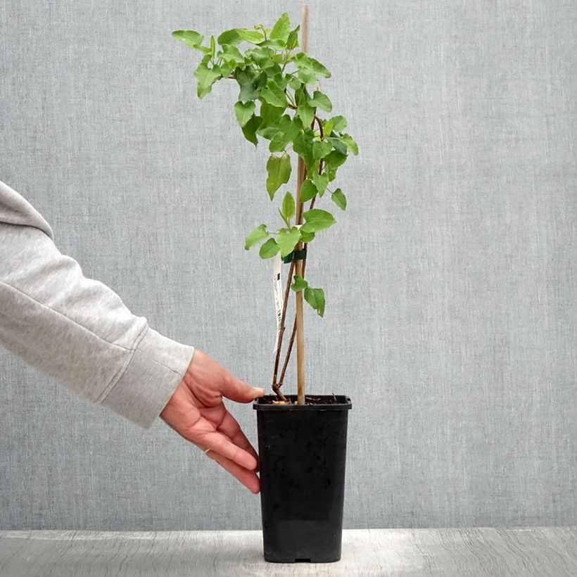 Exemplar von Fallopia aubertii - Schling-Knöterich Topf mit 1,5L/2L wie im Sommer geliefert