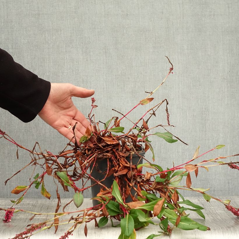 Exemplar von Schneckenknöterich Darjeeling Red - Persicaria affinis Topf mit 2L/3L wie im Herbst geliefert