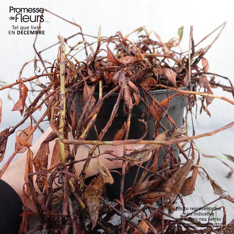 Exemplar von Schneckenknöterich Donald Lowndes - Persicaria affinis Topf mit 2L/3L wie im Herbst geliefert