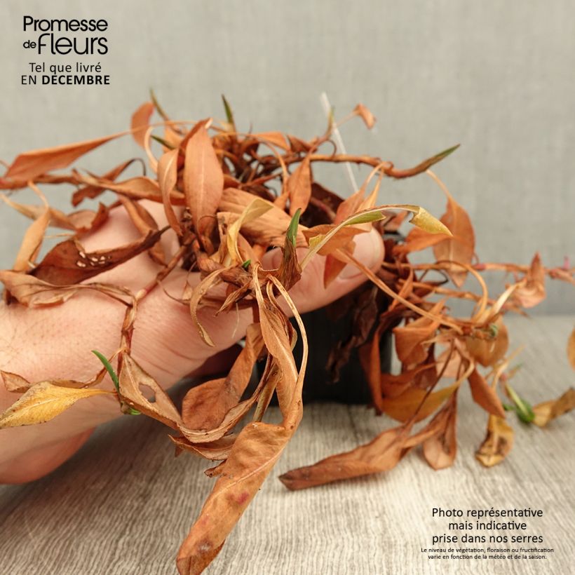 Exemplar von Schneckenknöterich Kabouter - Persicaria affinis Kleine Töpfe von 8/9 cm wie im Herbst geliefert