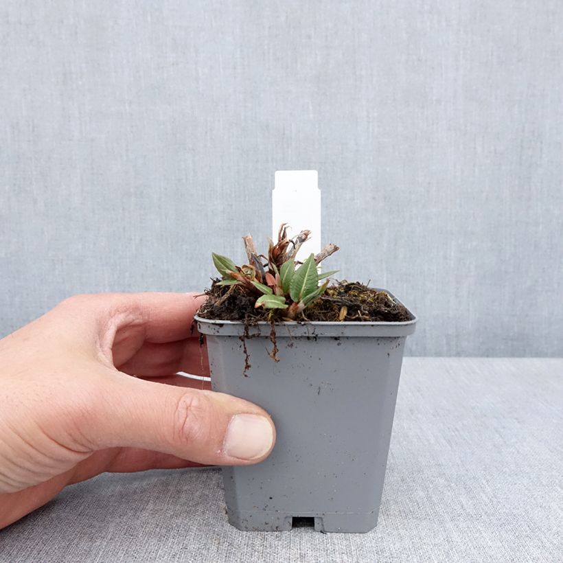 Exemplar von Kerzenknöterich Amethyst - Bistorta amplexicaulis Kleine Töpfe von 8/9 cm wie im Frühjahr geliefert