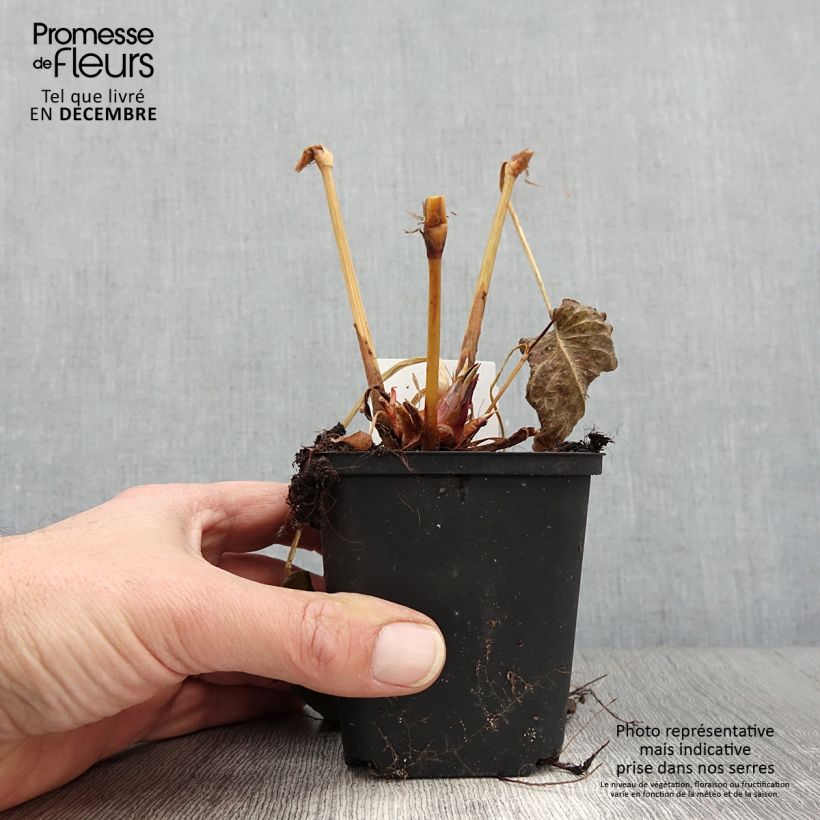 Exemplar von Kerzenknöterich Bloody Mary - Bistorta amplexicaulis Kleine Töpfe von 8/9 cm wie im Herbst geliefert