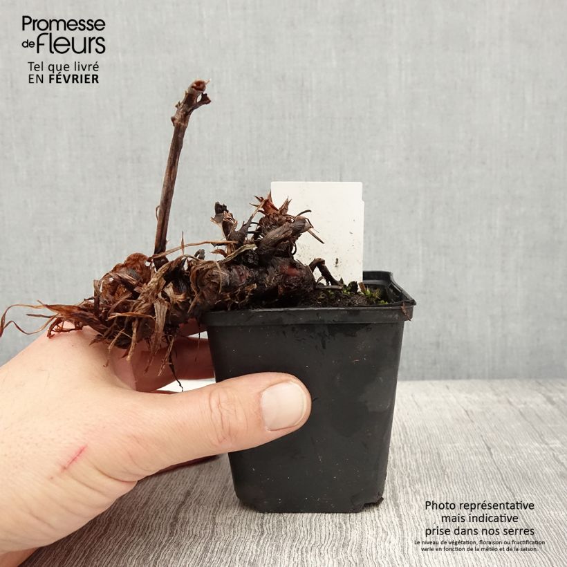 Exemplar von Kerzenknöterich Bloody Mary - Bistorta amplexicaulis Kleine Töpfe von 8/9 cm wie im Winter geliefert