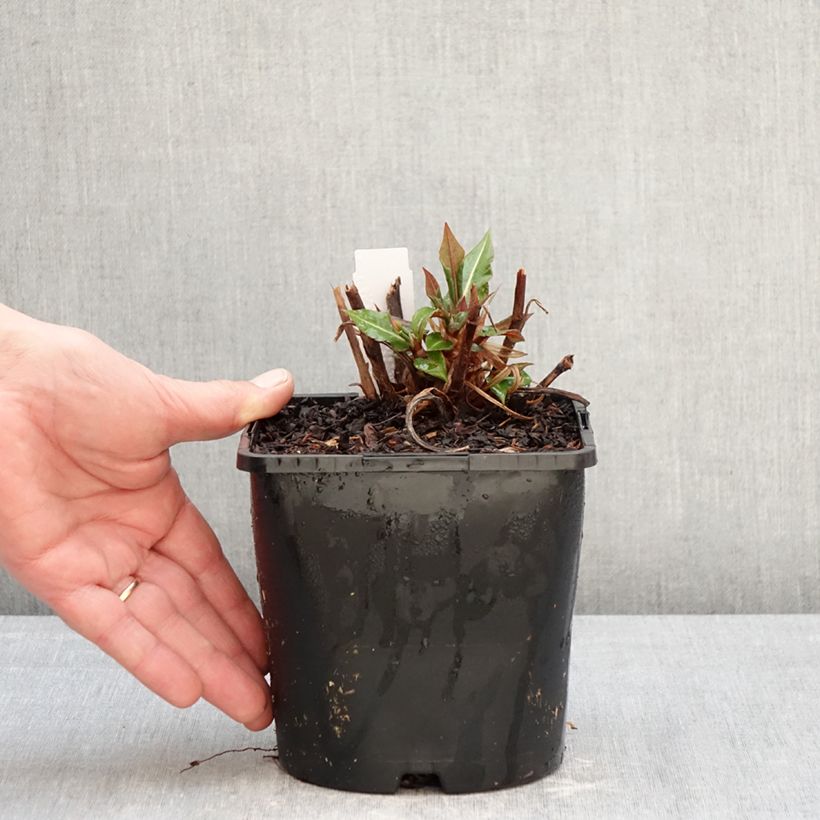 Exemplar von Kerzenknöterich Bloody Mary - Bistorta amplexicaulis Topf mit 2L/3L wie im Winter geliefert