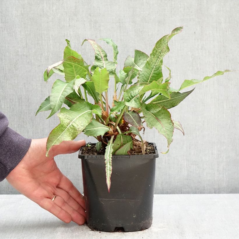 Exemplar von Kerzenknöterich Bloody Mary - Bistorta amplexicaulis Topf mit 2L/3L wie im Frühjahr geliefert