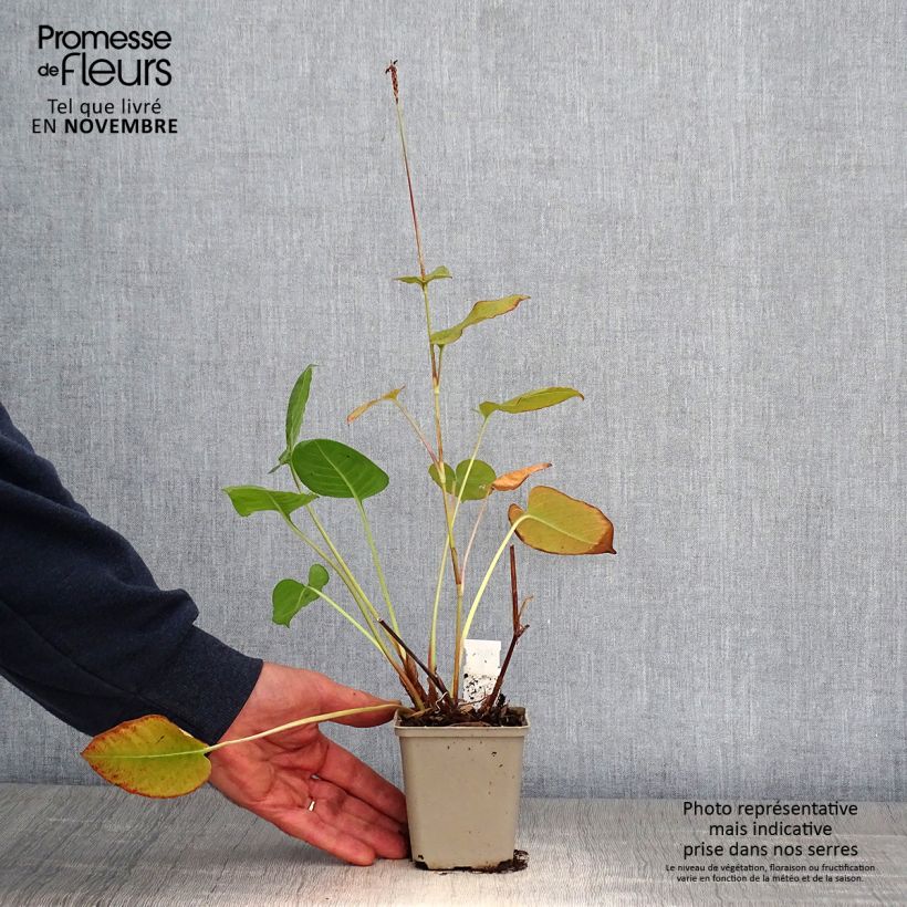 Exemplar von Kerzenknöterich Dikke Floskes - Bistorta amplexicaulis Kleine Töpfe von 8/9 cm wie im Herbst geliefert