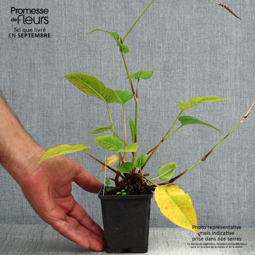 Exemplar von Kerzenknöterich High Society - Bistorta amplexicaulis Kleine Töpfe von 8/9 cm wie im Sommer geliefert