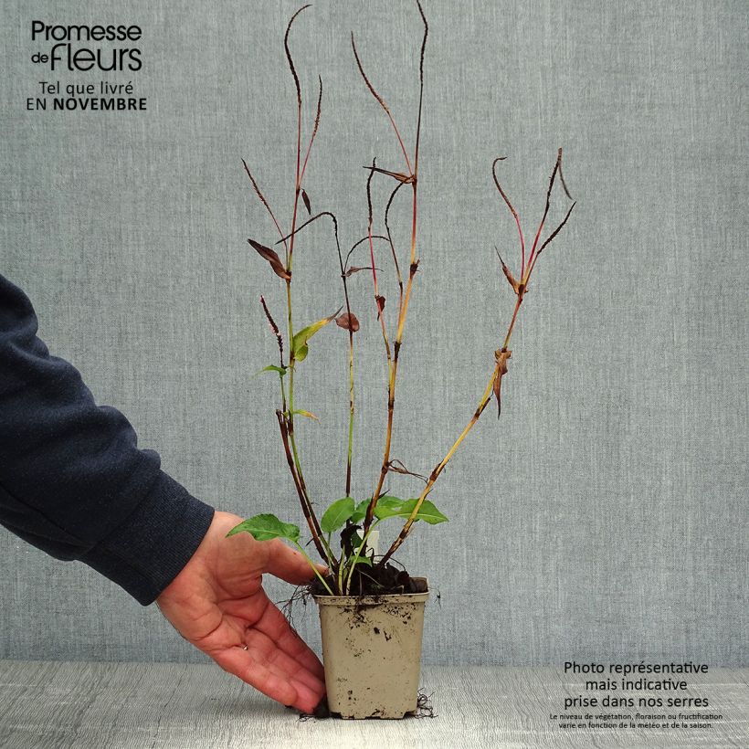 Exemplar von Kerzenknöterich Pink Elephant - Bistorta amplexicaulis Kleine Töpfe von 8/9 cm wie im Herbst geliefert