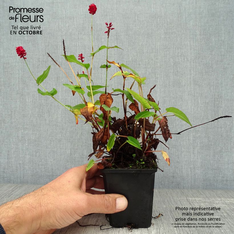 Exemplar von Kerzenknöterich Taurus - Bistorta amplexicaulis Kleine Töpfe von 8/9 cm wie im Herbst geliefert