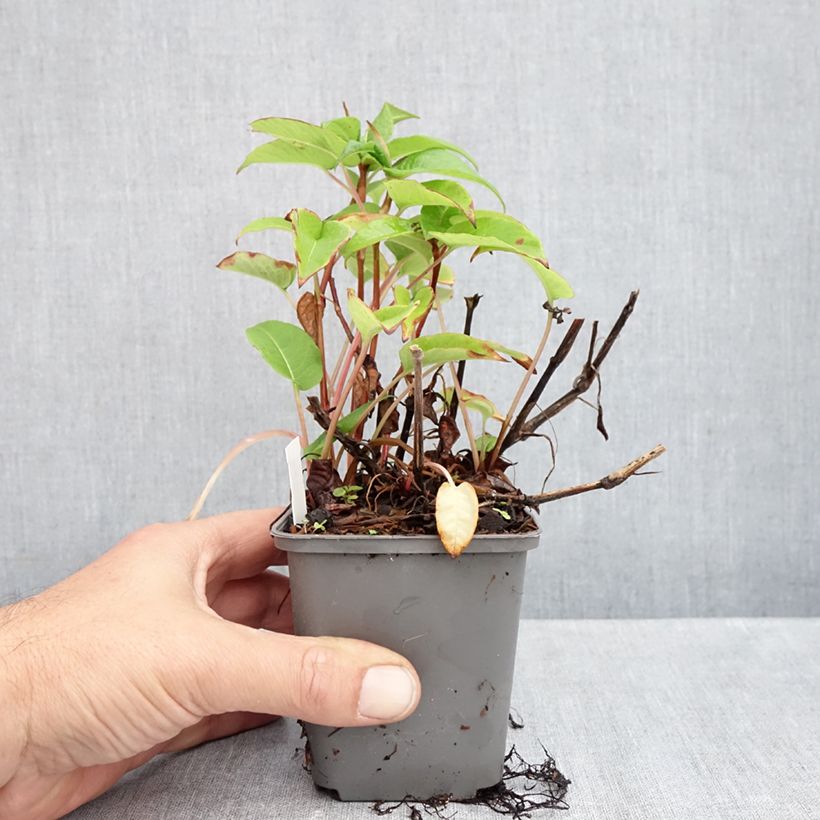 Exemplar von Kerzen-Knöterich - Persicaria amplexicaulis var. pendula Kleine Töpfe von 8/9 cm wie im Herbst geliefert