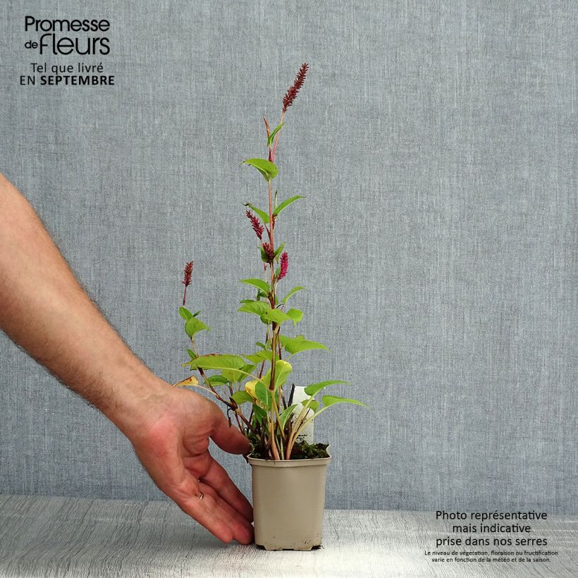 Exemplar von Kerzen-Knöterich - Persicaria amplexicaulis var. pendula Kleine Töpfe von 8/9 cm wie im Sommer geliefert