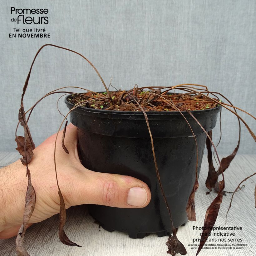 Exemplar von Schlangenwurz Superba - Persicaria officinalis Topf mit 2L/3L wie im Herbst geliefert