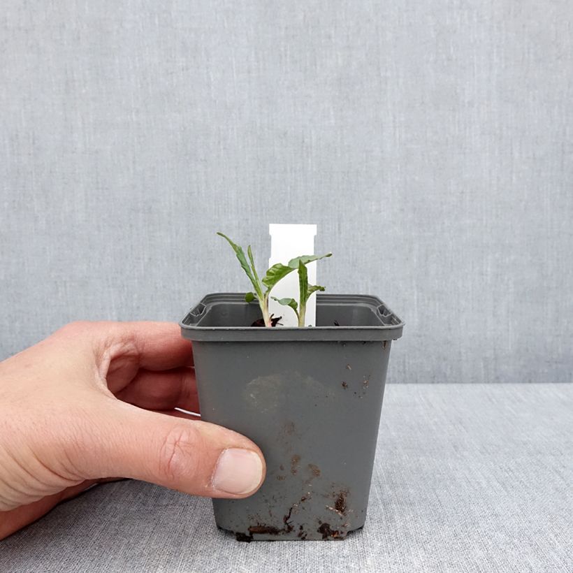 Exemplar von Dshawachischwili-Knöterich - Persicaria dshawachischwilii Kleine Töpfe von 8/9 cm wie im Frühjahr geliefert