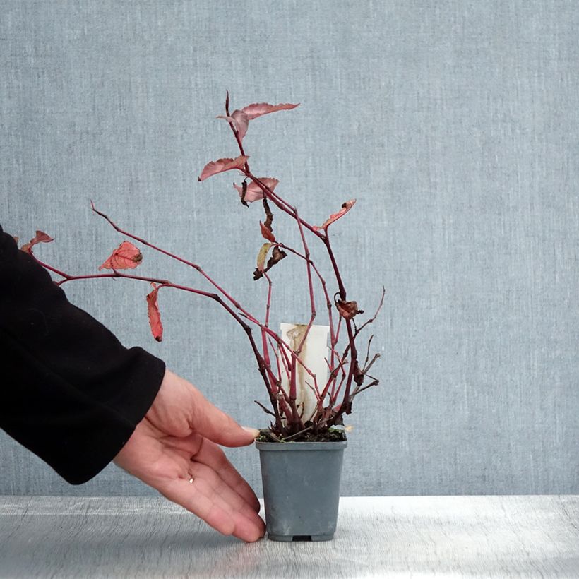 Exemplar von Kleinköpfiger Knöterich Red Dragon - Persicaria microcephala Kleine Töpfe von 8/9 cm wie im Herbst geliefert