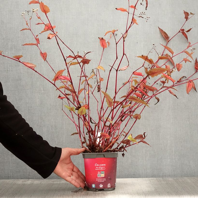 Exemplar von Kleinköpfiger Knöterich Red Dragon - Persicaria microcephala Topf mit 1,5L/2L wie im Herbst geliefert