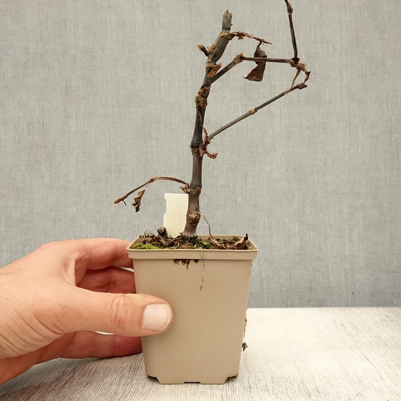 Exemplar von Knöterich Needham's Form - Persicaria runcinata Kleine Töpfe von 8/9 cm wie im Herbst geliefert