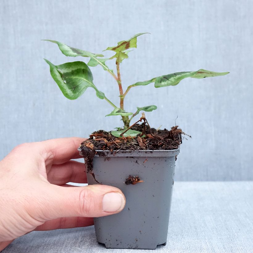 Exemplar von Knöterich Purple Fantasy - Persicaria runcinata Kleine Töpfe von 8/9 cm wie im Herbst geliefert